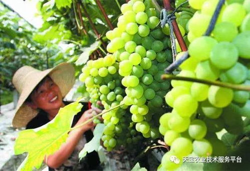 甲霜灵，葡萄白毛病的克星？