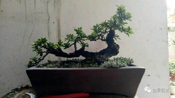 盆景修剪，如何才能让枝叶繁茂