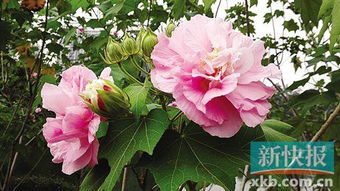 “木芙蓉种植3年即开花，成爆款花卉新宠”