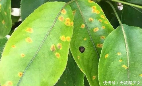 梨树锈病，怎么防治？