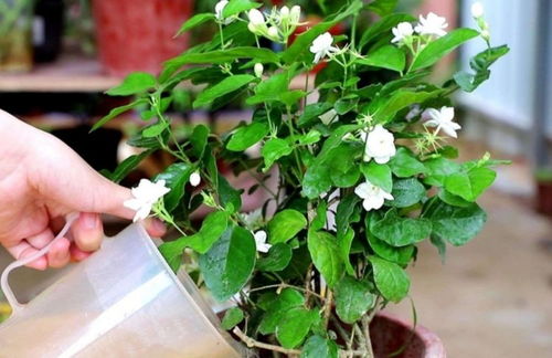 花卉土配制方法， 养花人士必备指南