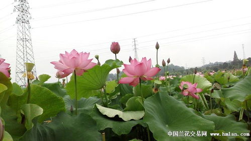 花卉市场和花店， 荷花的天地