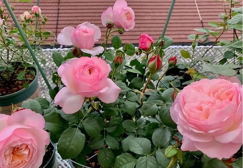 不耐贫瘠：月季的“大胃口”