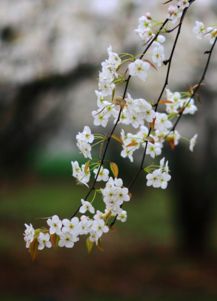 梨花花期为何神秘，其开花时间与何种因素相关