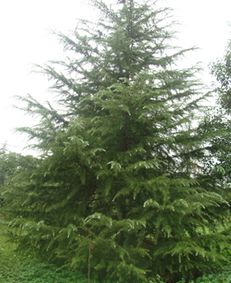 雪松的生长环境与分布