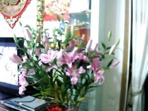 百合叶子变黄怎么办？实用养护技巧分享！
