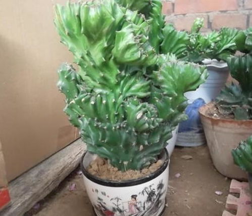 玉麒麟怎么养才能根茎粗大？养护技巧有哪些