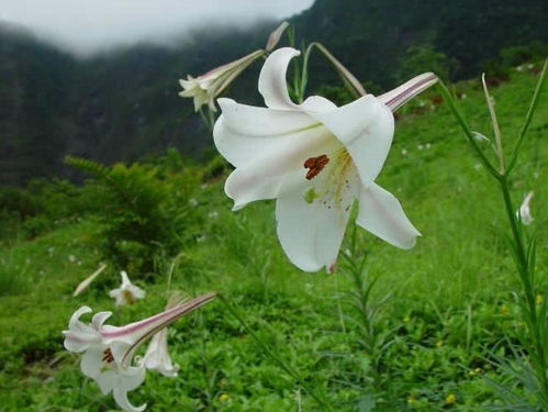 双百合，白如纯洁