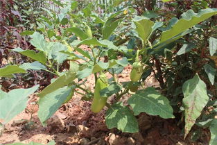 北方夏天公园里的花和花种子