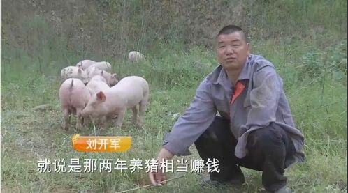 大学生情侣弃学养猪，创业路尝尽农业苦乐