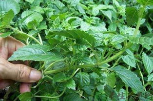 苏丹草：国产速生王