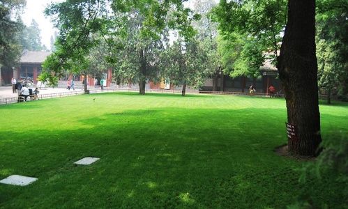 肥料选对， 草坪笑哈哈