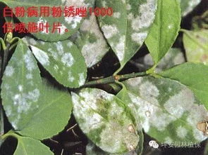 三、 炭疽病：褐色斑点，叶片干枯