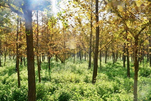 银杏育苗亩省3000元，种量计算避开三大坑，你学会了吗这个？