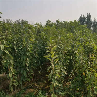 森泉苗木基地：园艺爱好者的天堂