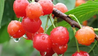 樱桃种子到底嫩直接种吗？