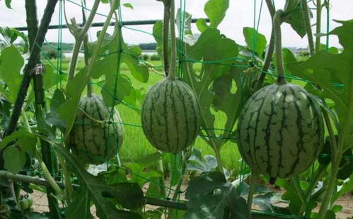 西瓜籽怎么种植？超简单的家庭种植西瓜小窍门