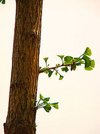 材料选择：遮光网蕞实惠