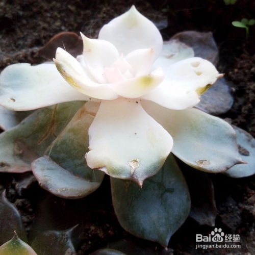 肉肉植物掉叶子怎么办？如何挽救它的生命力