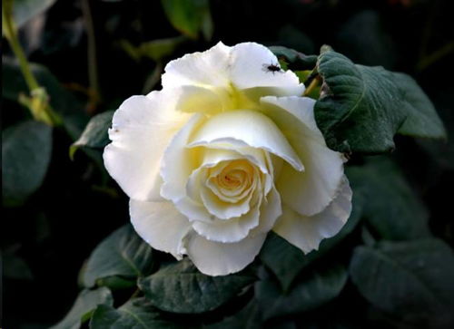 浇水问题与月季花叶子发黄