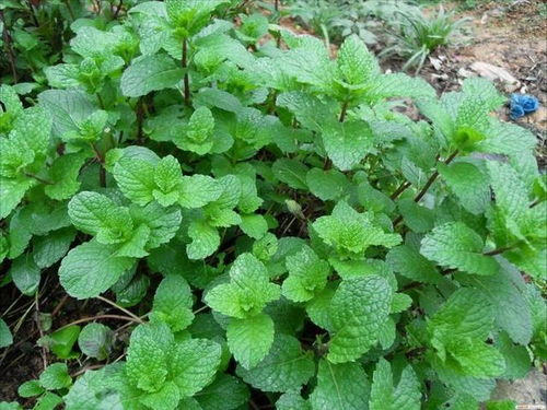“在院子里种植薄荷有哪些自然护理和美食享受的好处及种植方法