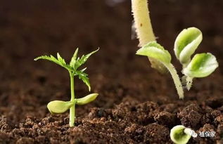 肥料和土壤， 也要讲究