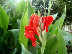 美人蕉的种植时间与养殖方法