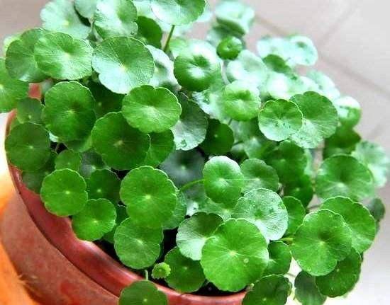 “花需水量如何，是否该浇水了