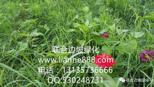 边坡植物的生存绝技