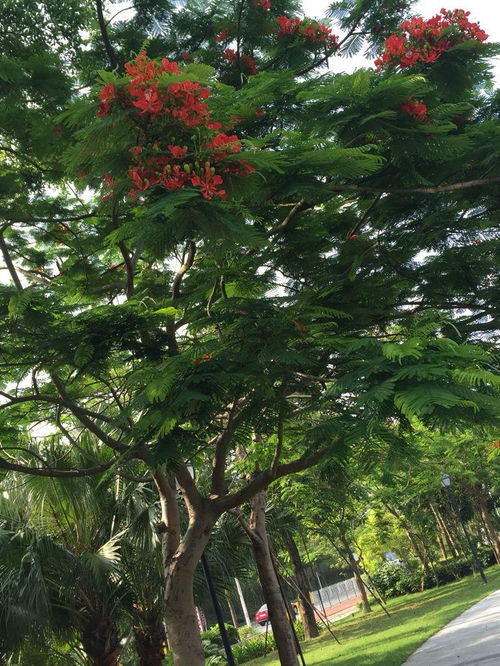 路边树的美学选择