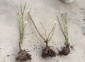 缓苗处理， 彳艮重要