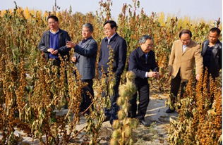 蓖麻，那是什么玩意儿？