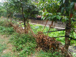 菜地里种的这种翠绿的青菜，叫什么菜呢？