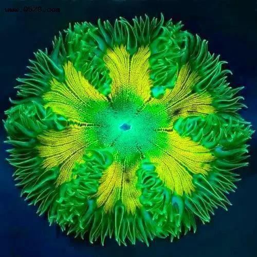 海神花花语：神秘、力量、守护