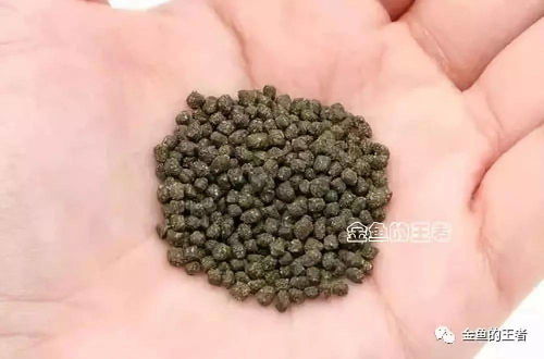 饲料中能量和脂肪有何区别？一般饲料中包含哪些主要养分？