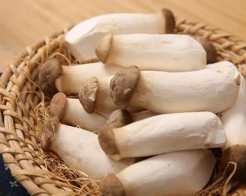 河南：废弃杏鲍菇菌袋地栽仍可出菇