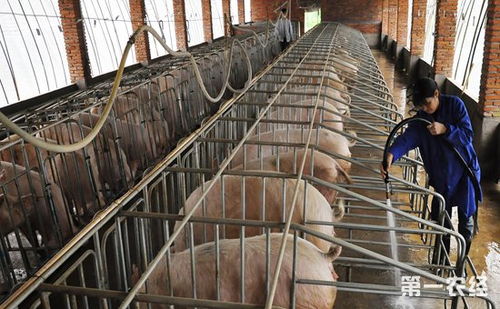 猪应激危害严重，常见应激情况有哪些？