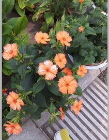 具体的花卉推荐