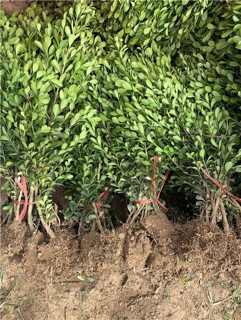 金边黄杨：金边闪闪， 心情好