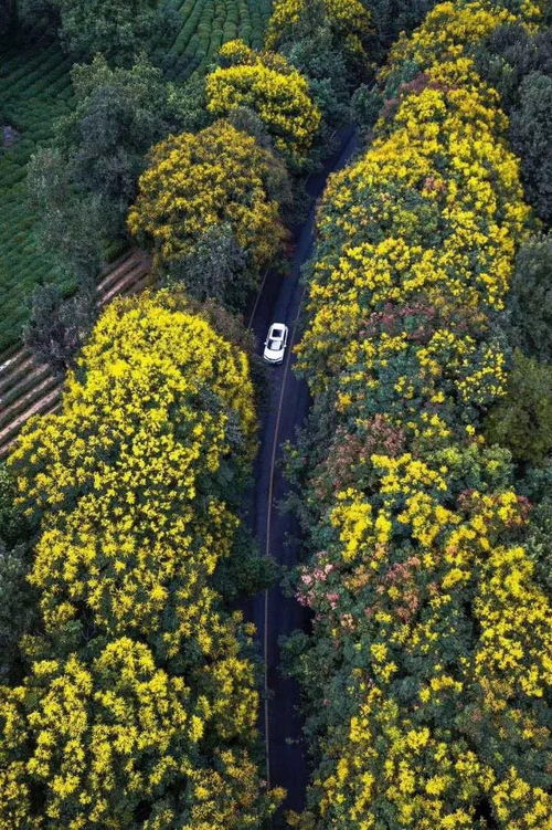 黄山栾与栾树，二者虽同属一科