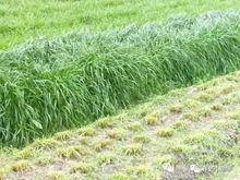 播种技巧， 让你种草如恋爱