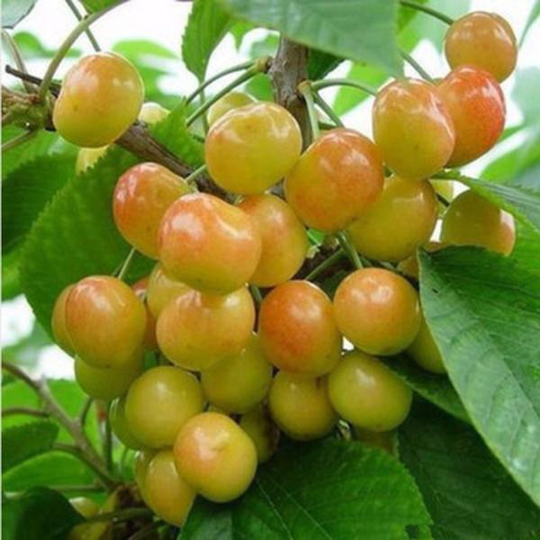 秋播VS春播，哪个梗好？