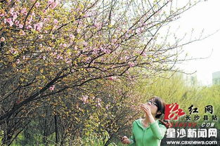 种植梅花的建议