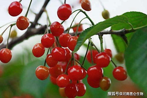如何通过使用什么肥料使枣树果实又大又甜