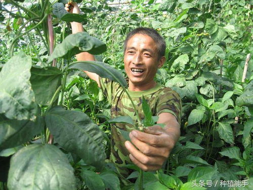 什么是农药诱杀药？