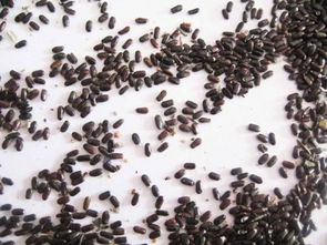 一斤450元，不同购买途径影响价格