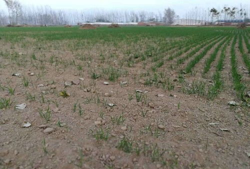 对小麦生长有影响吗？得kan怎么用