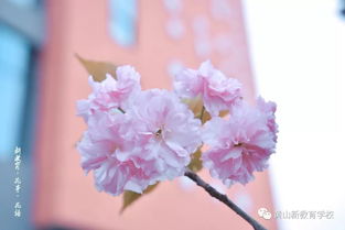 “爱情之花，浪漫绽放，唯美花语，心动必备”