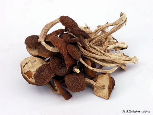 茶树菇种植方法中，如何控制好温度和湿度以促进其生长