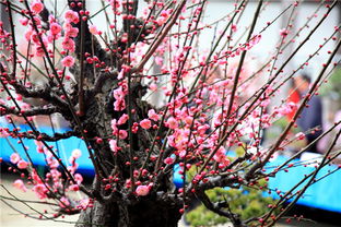 话说那骨里红梅， 真是美得不得了